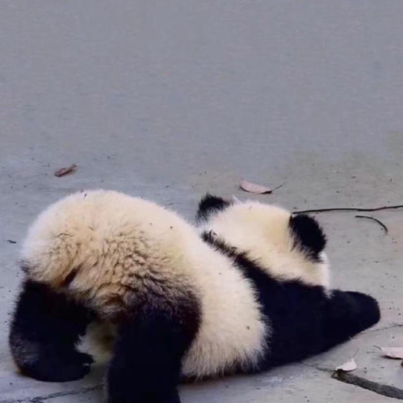 🐼