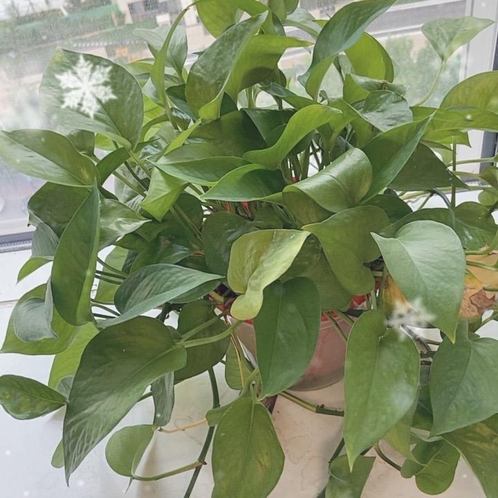 平度市博轩食味餐饮服务管理有限公司春花