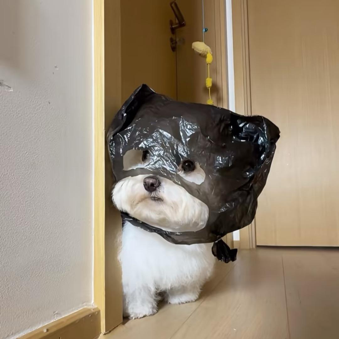 点点⭐️Goodgirl