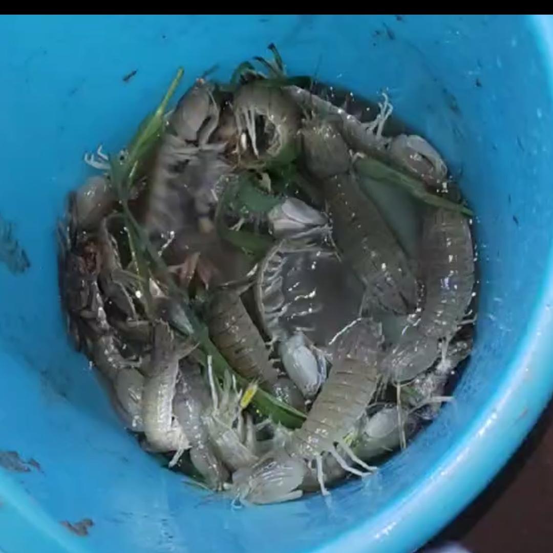 防城港鱼民赶海