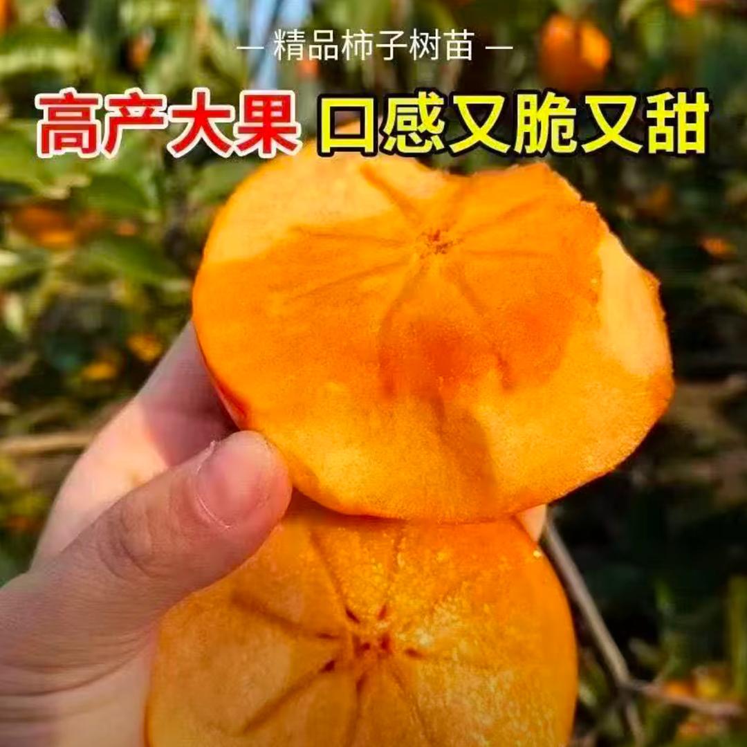 彦惠果树苗木专营店基地