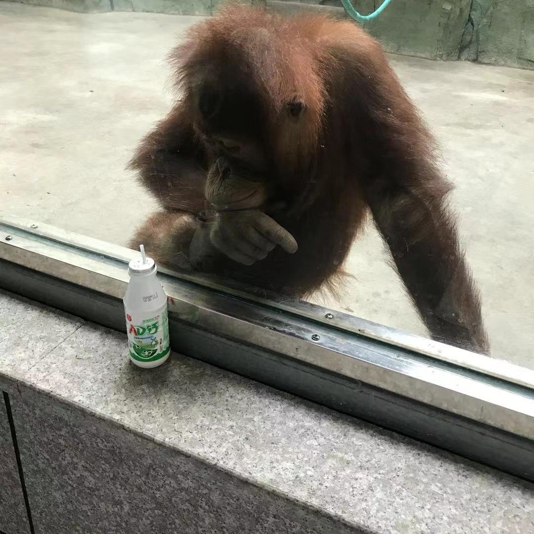 高大炮放擦炮