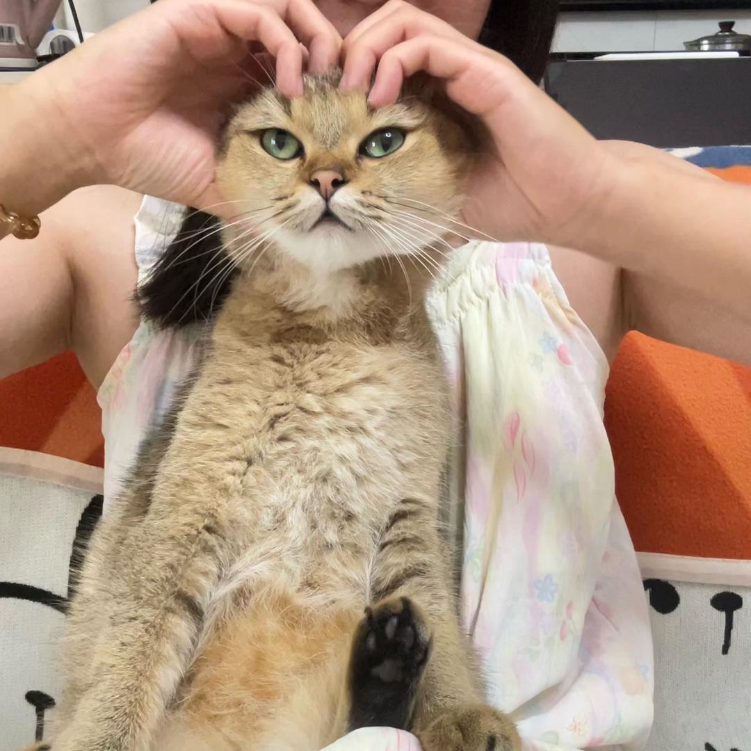 低电小一和她的猫