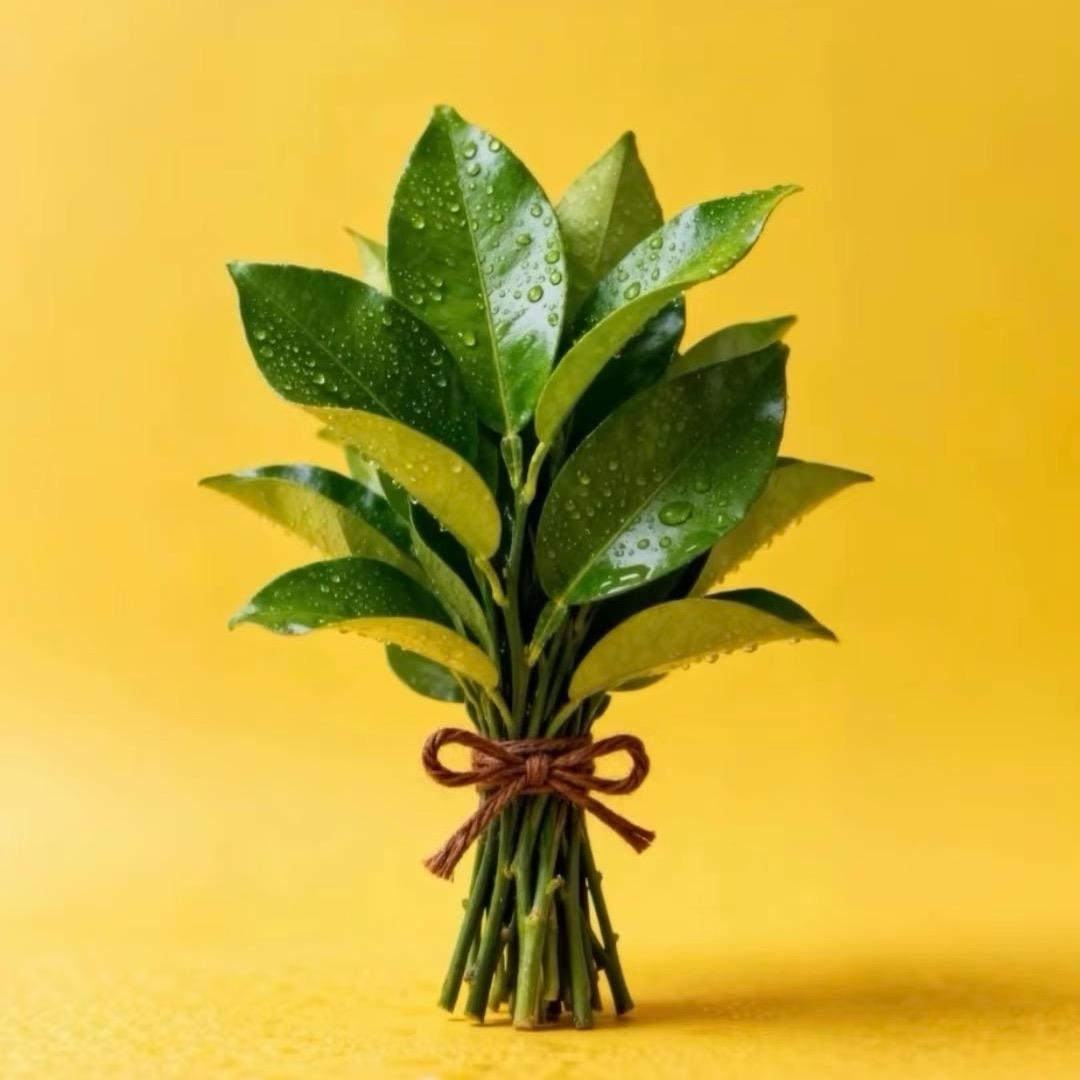 吃土豆长大的马铃薯🥔