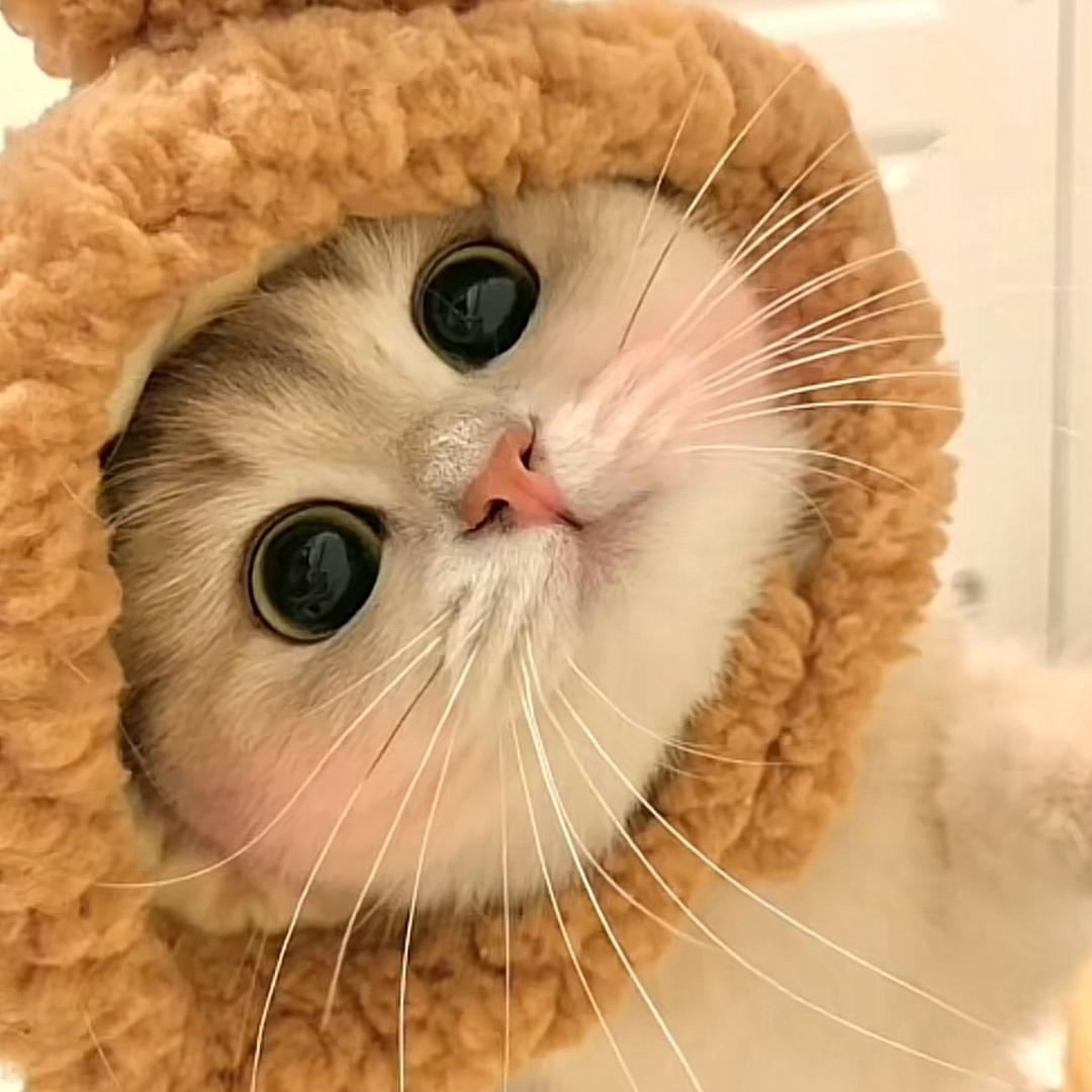 布朗熊.