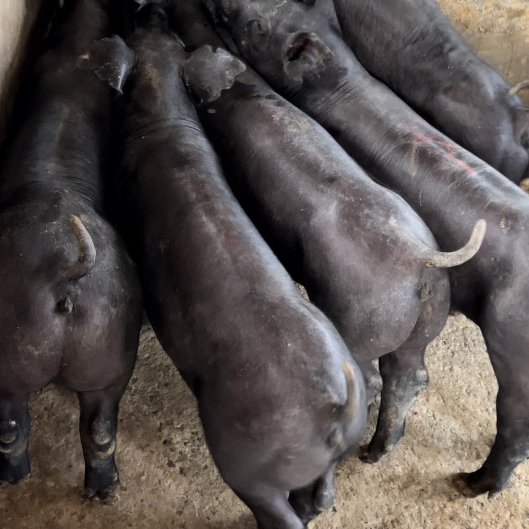 源生态种猪