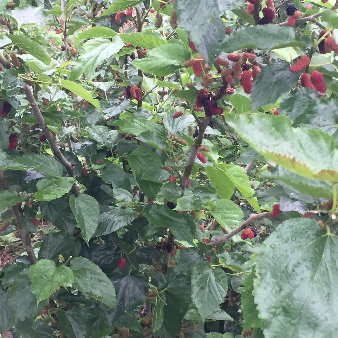 粉丝一千人（互）111