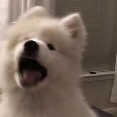 派奇同学