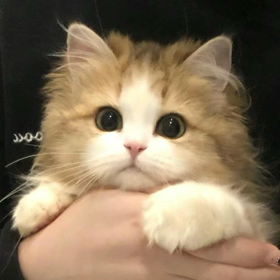 🐈‍⬛KITTY 007