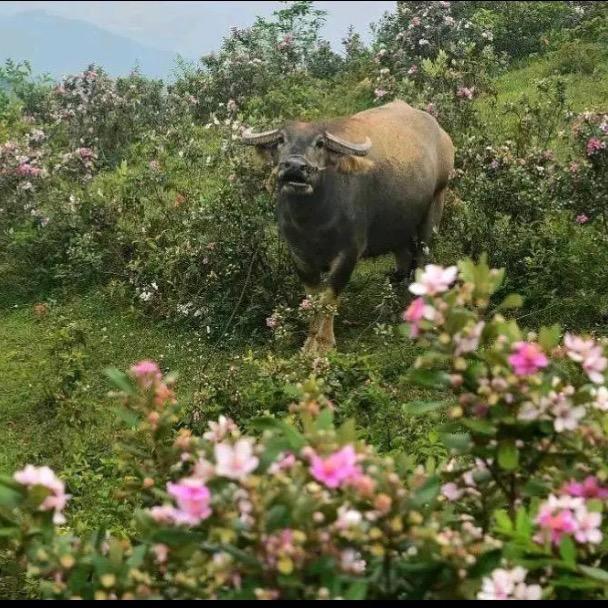 长方体移动工程师