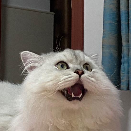 哈哈哈 🐮