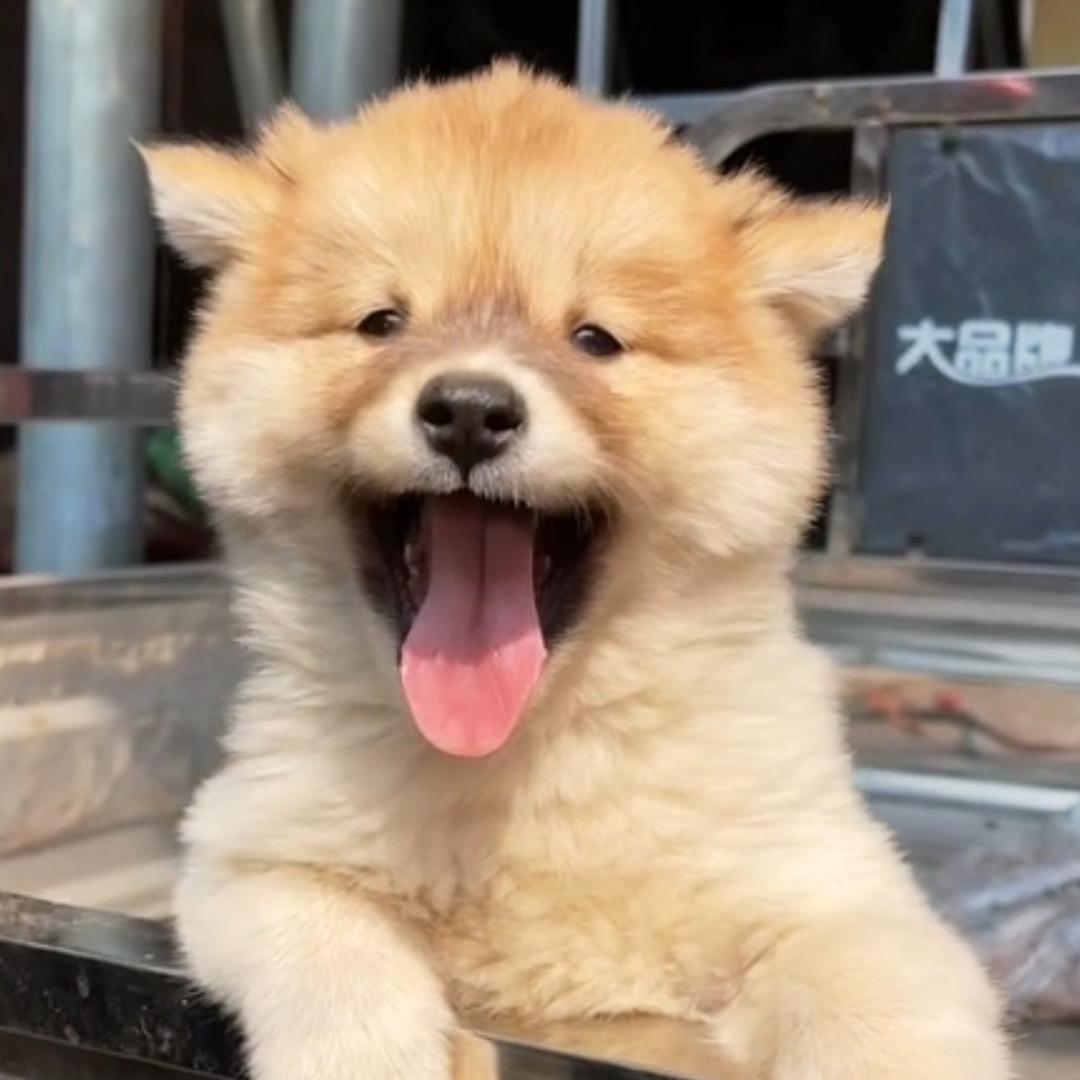 怡寳广西农家田园犬