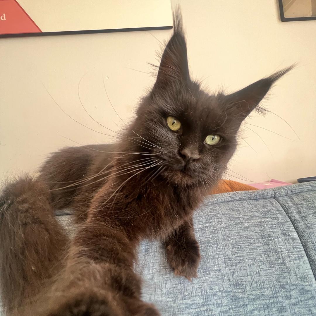 离家出走的猫咪