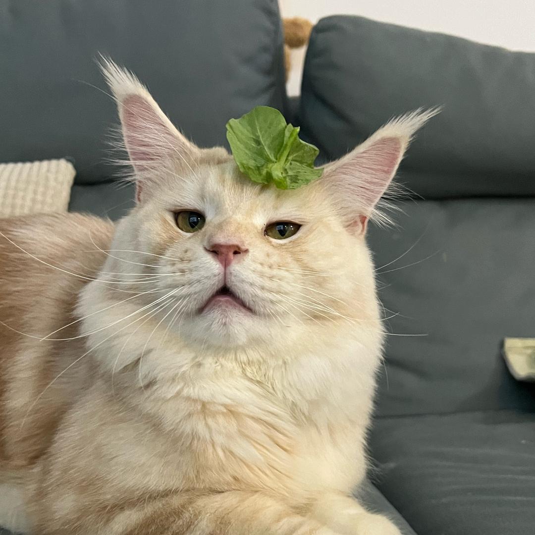 周圈圈