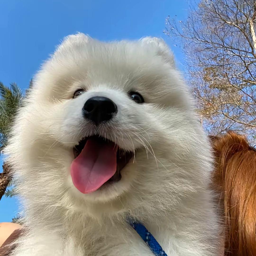 洛阳六六宠物（实体店）