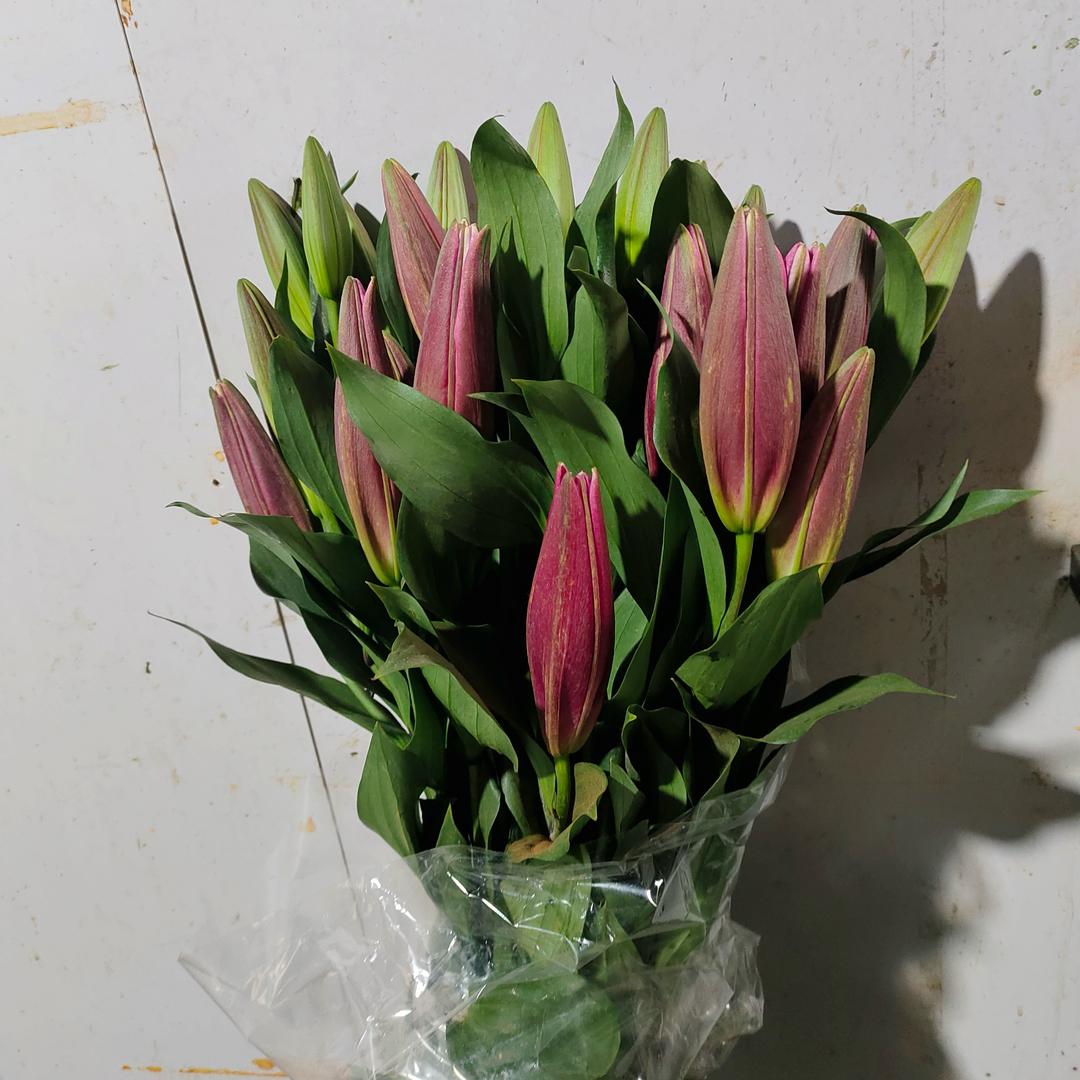 谭小戎花卉