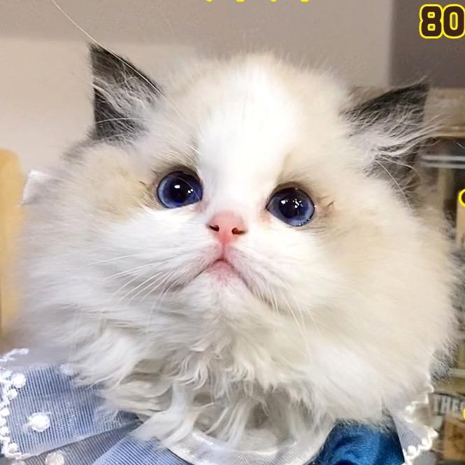 蓝猫的故事