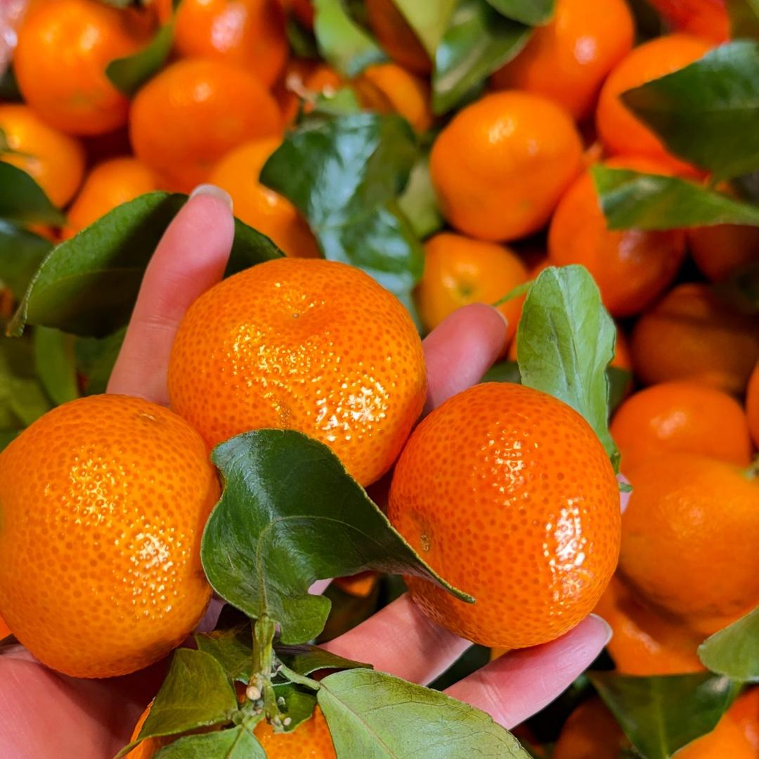 桂林葡萄哥～甜蜜沙糖桔季