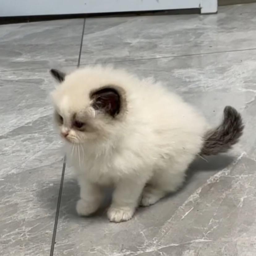 凤阳布偶猫个人6张