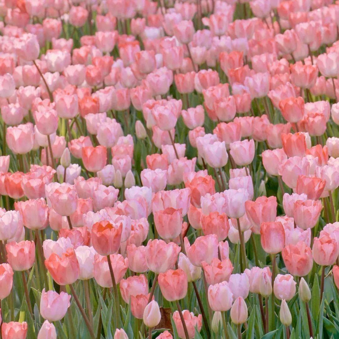 ChunYu春语花舍