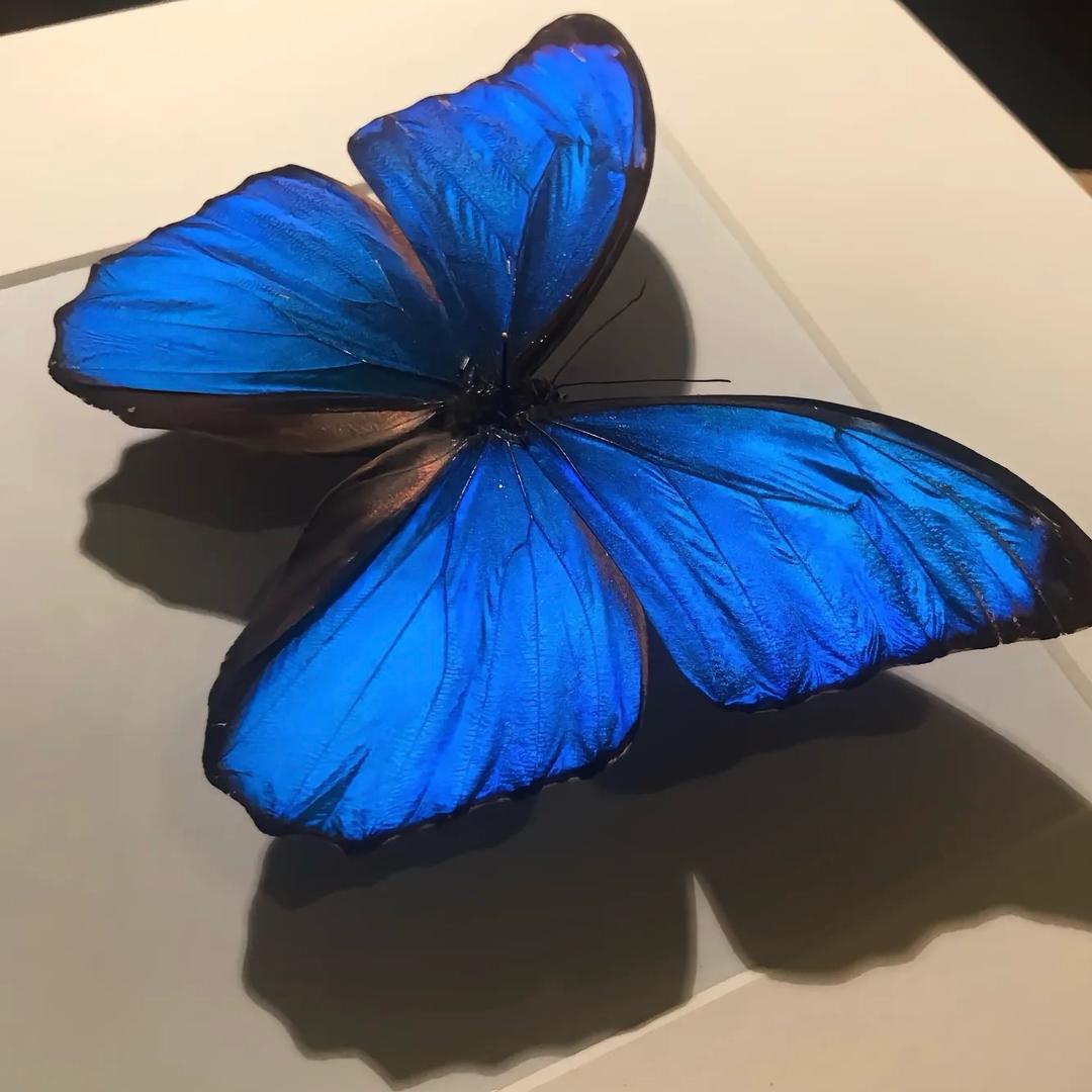 娜比 🦋