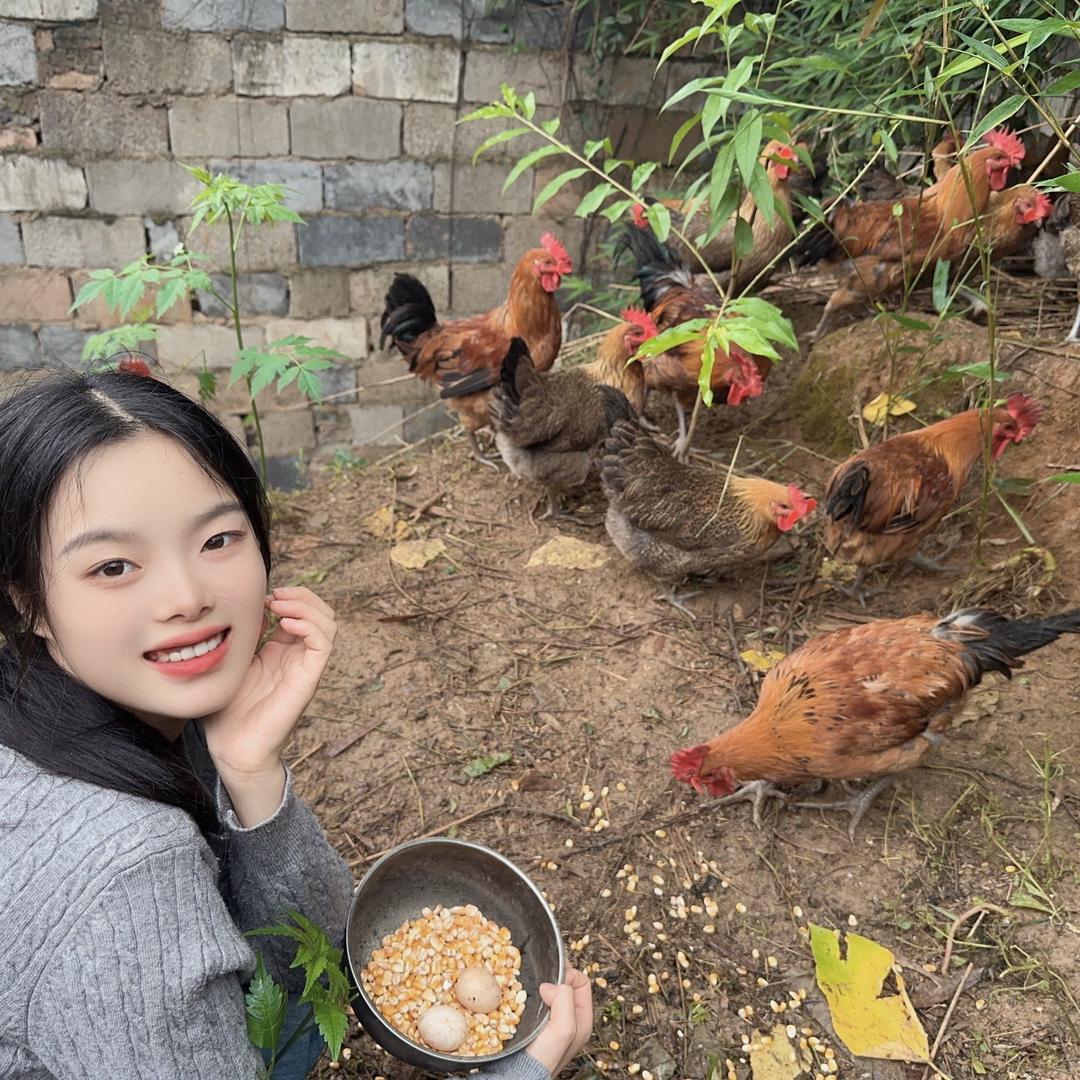 元宝散养土鸡