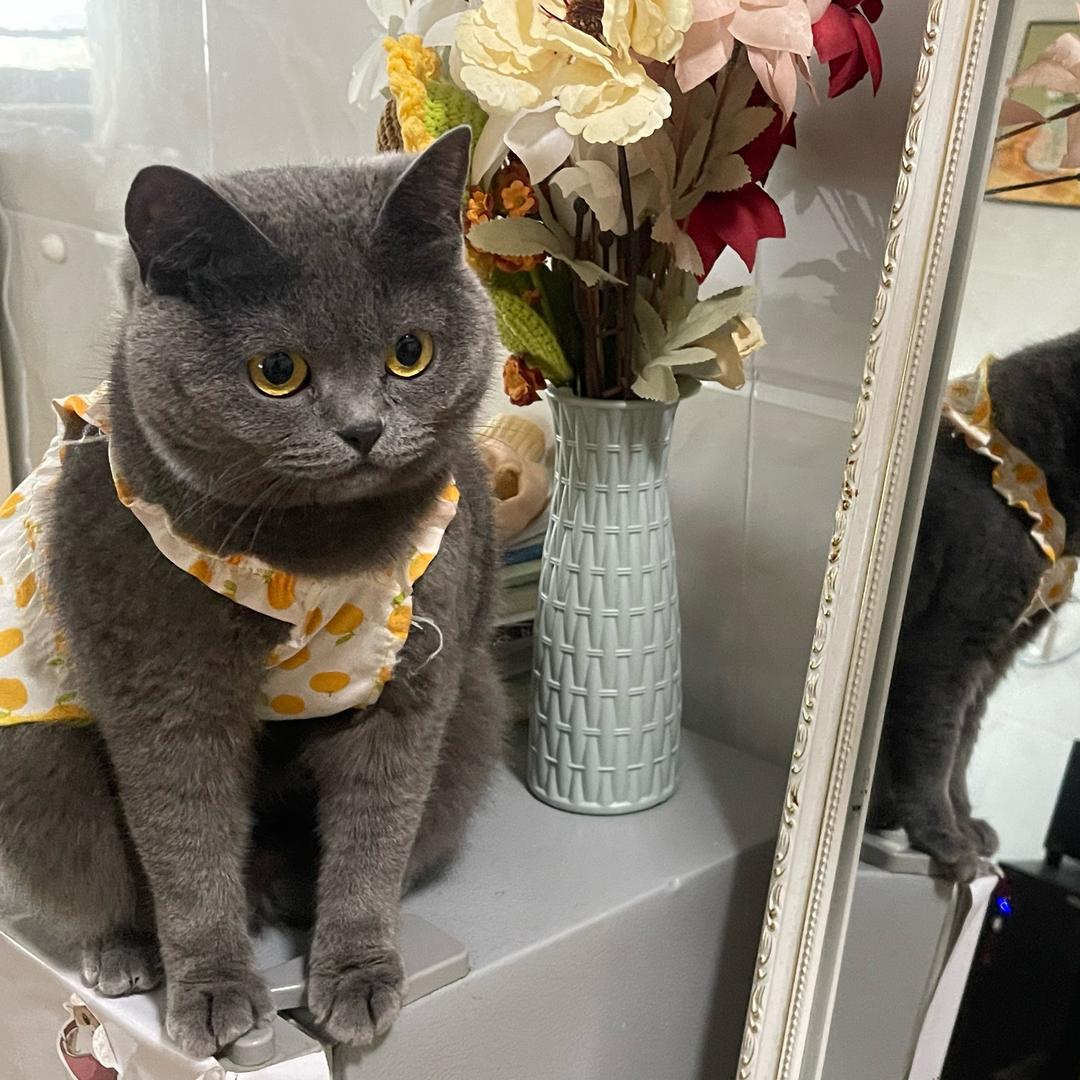 猫桑～