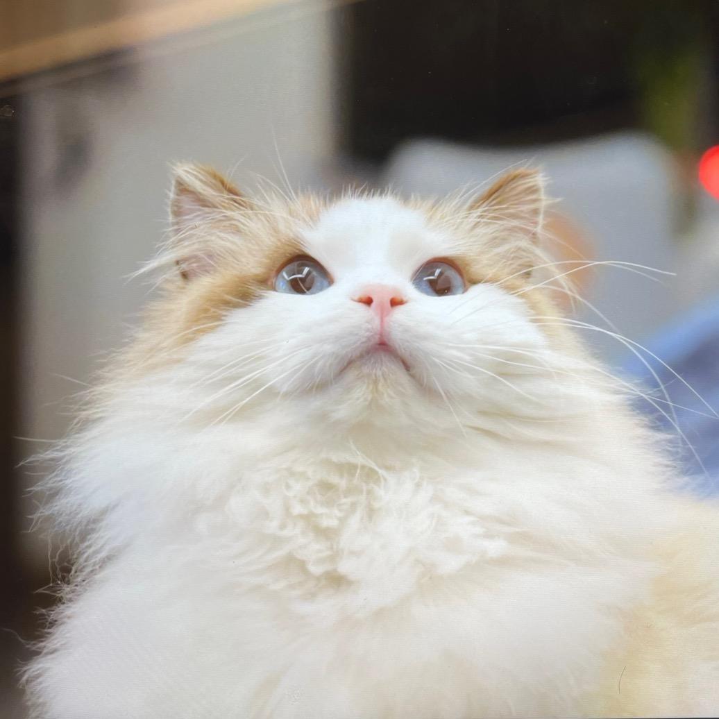 听雨的猫