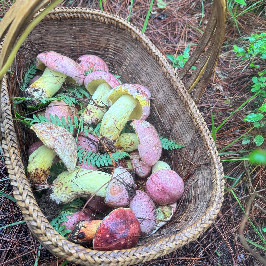这是我的菌🍄！