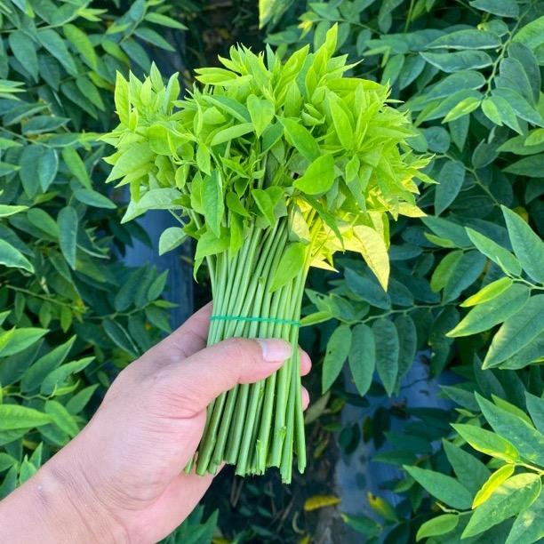 潮汕凤江树仔菜基地 批发零售