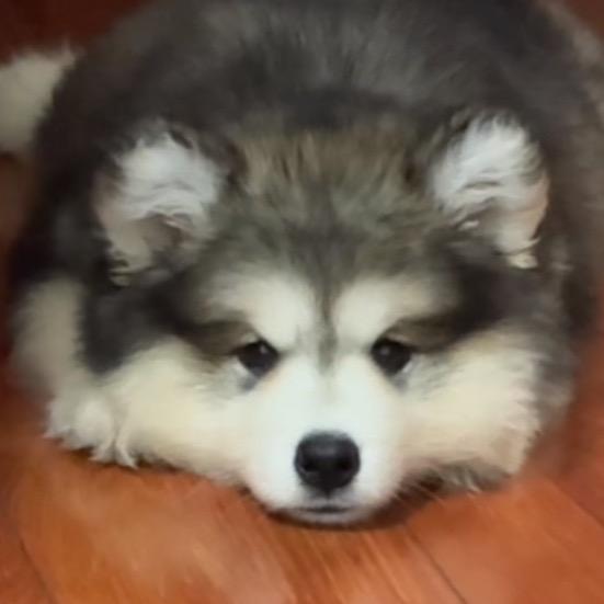 是噜噜吖！