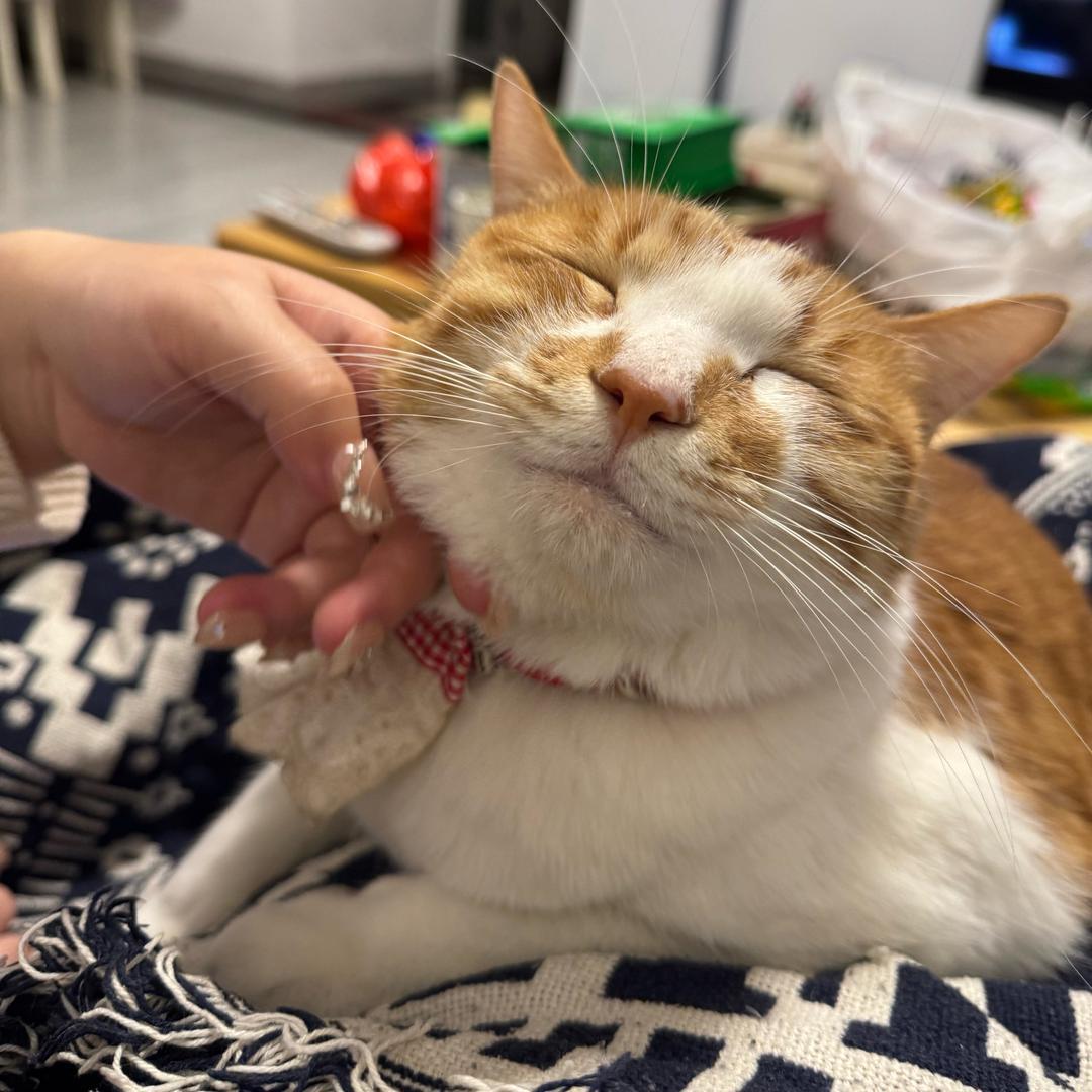 橘猪猪哈哈