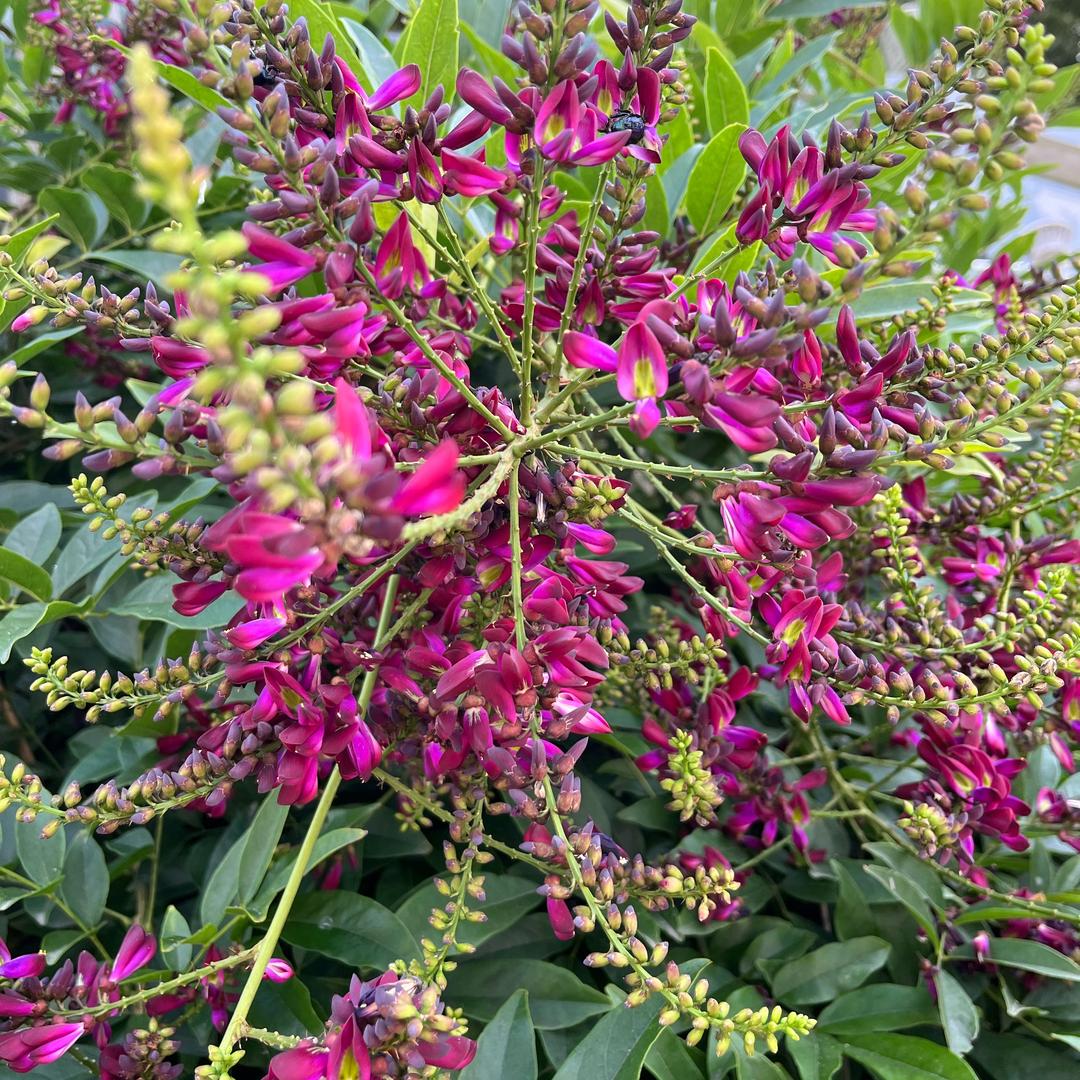 咸村十字街6号周宁扁肉