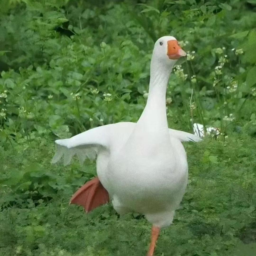 ★卖火材的小儿郎🦌★