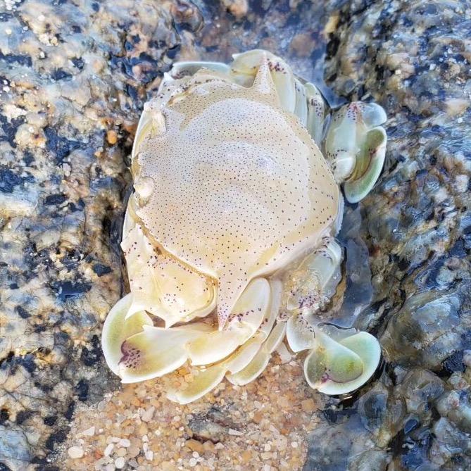 浪子