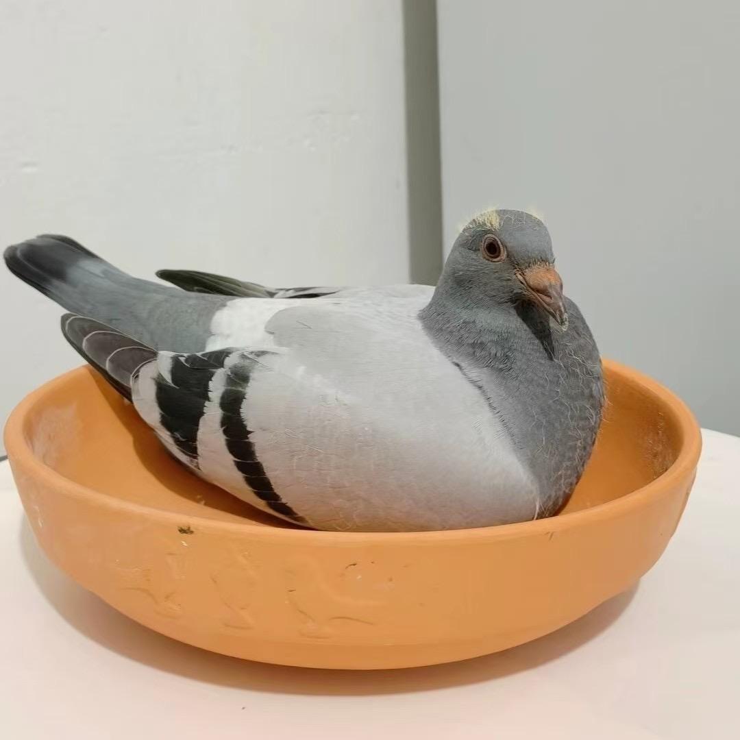 捕捉天落小能手