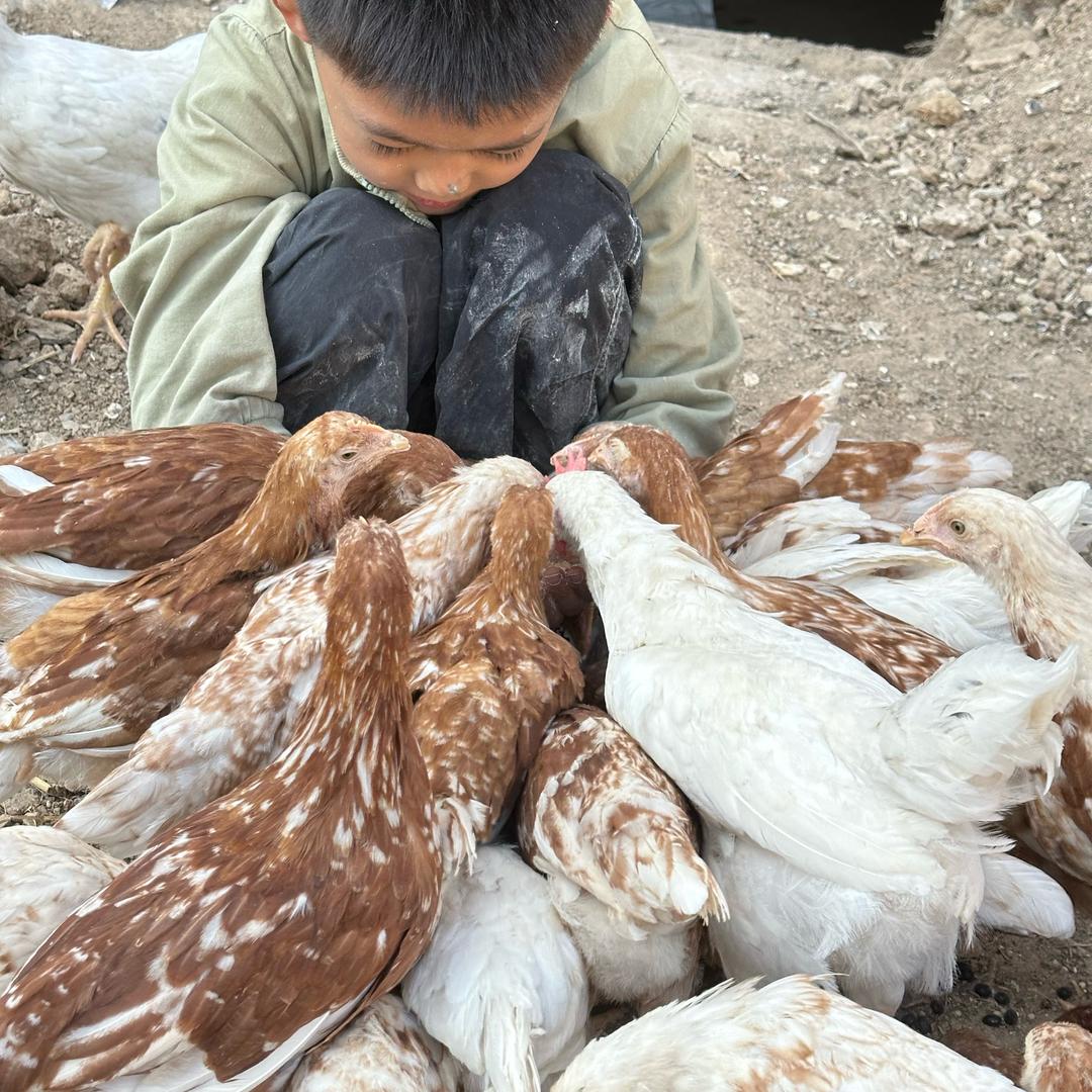 ～丫头～散养土鸡蛋