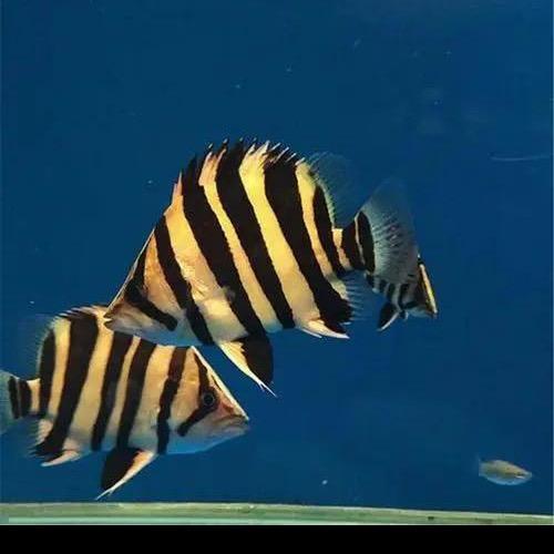 鼎峰渔业（直播号）