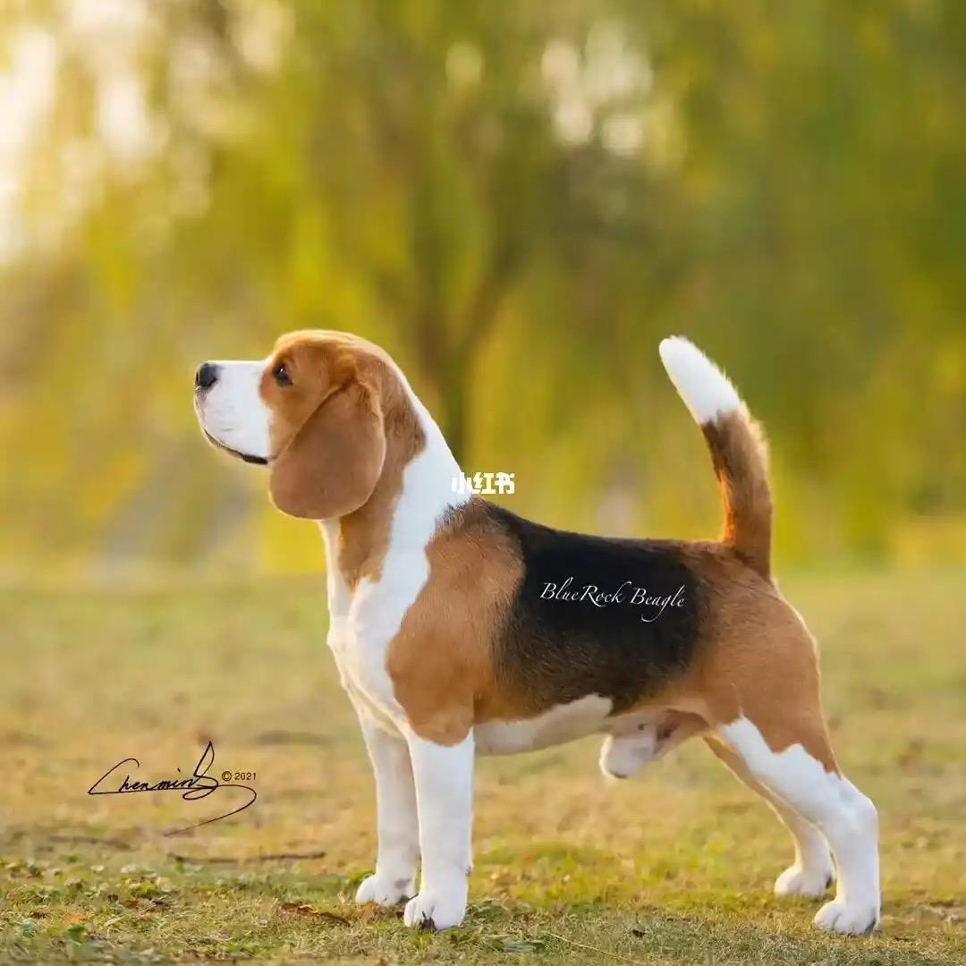 米格鲁猎兔犬