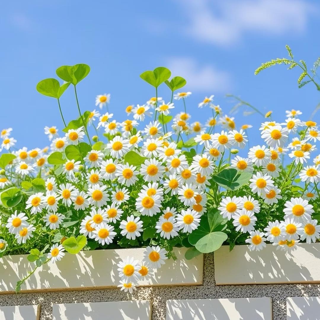 指尖花时光