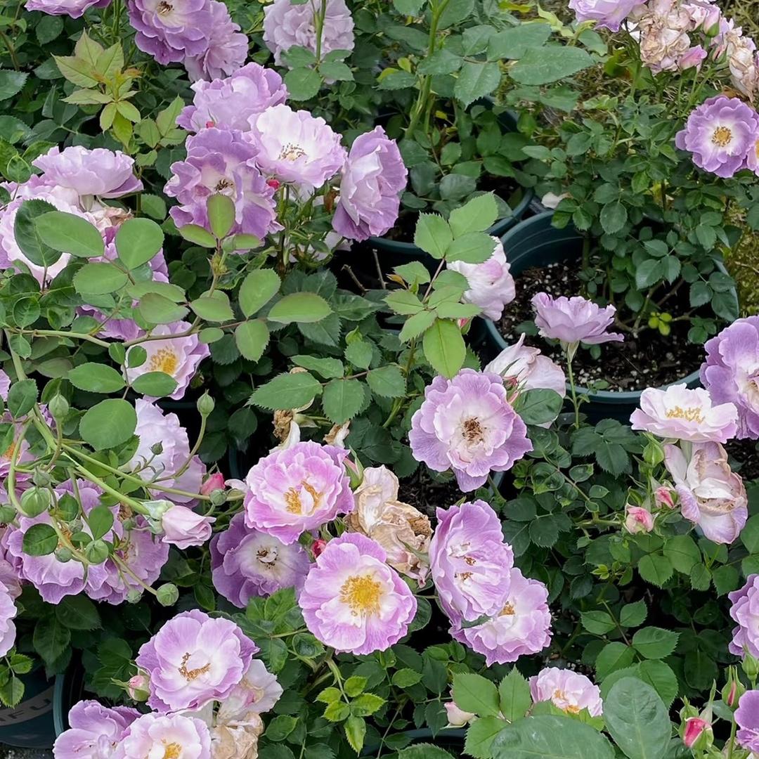 涛子花坊