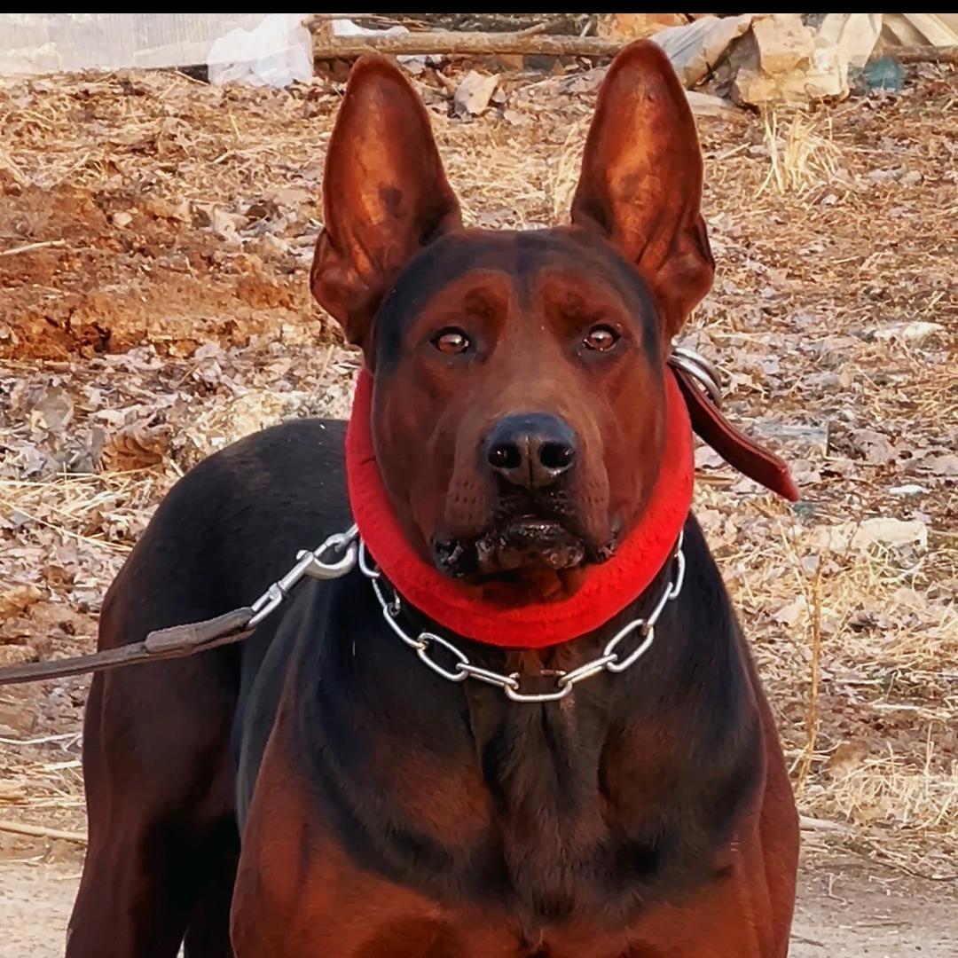 徐州睢宁跃东山红犬舍