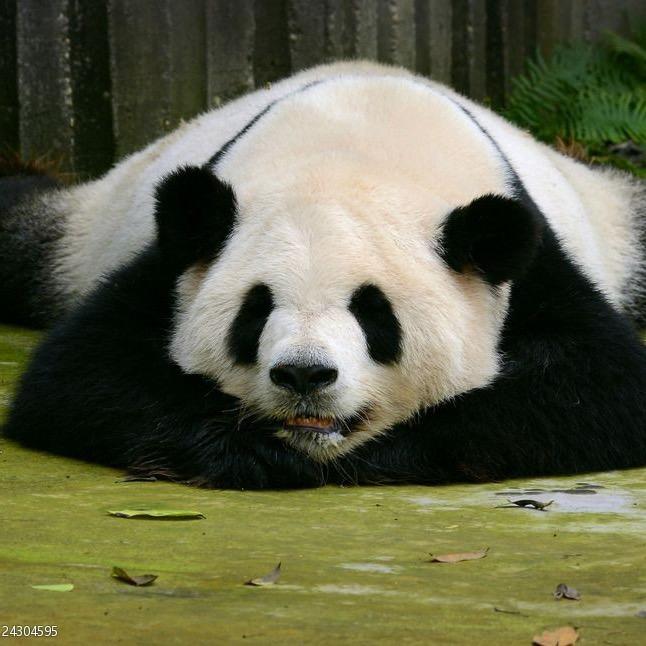 小熊猫短剧