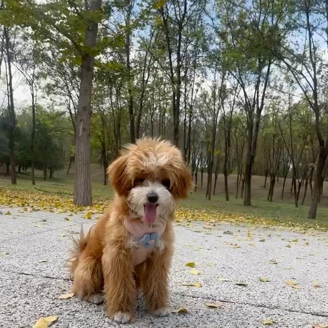 皮皮凯呀