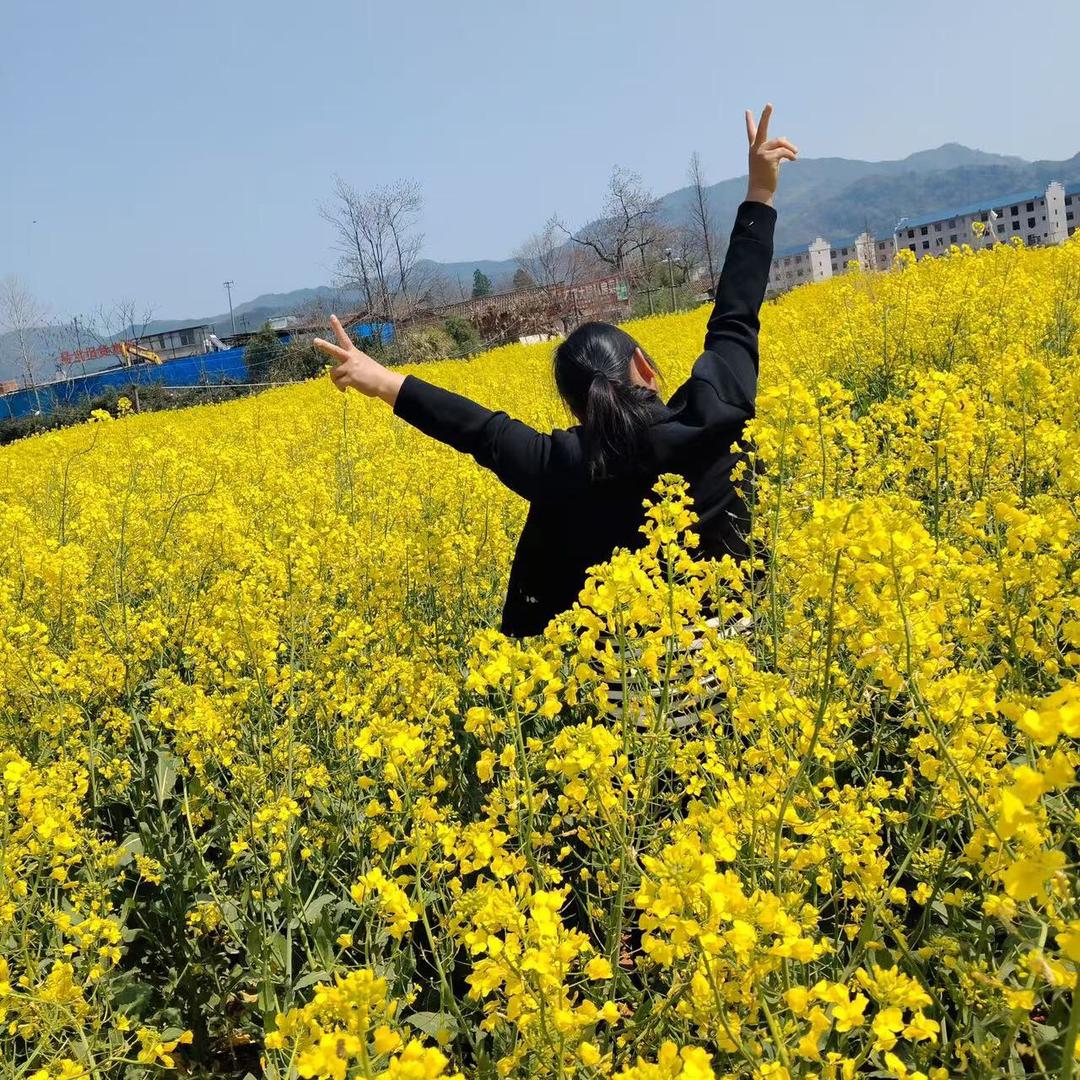 （吉祥四宝）Sunflower．