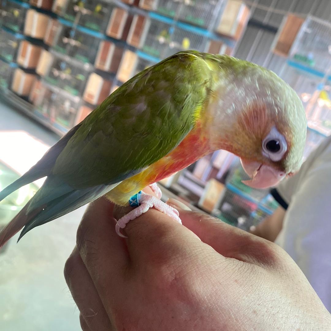 虞城县昊霖养殖场