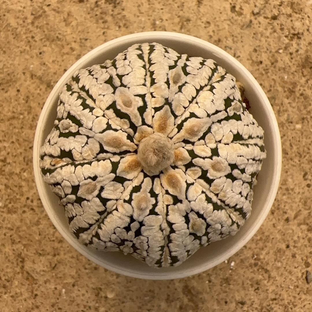 漳州百花村仙人球花圃