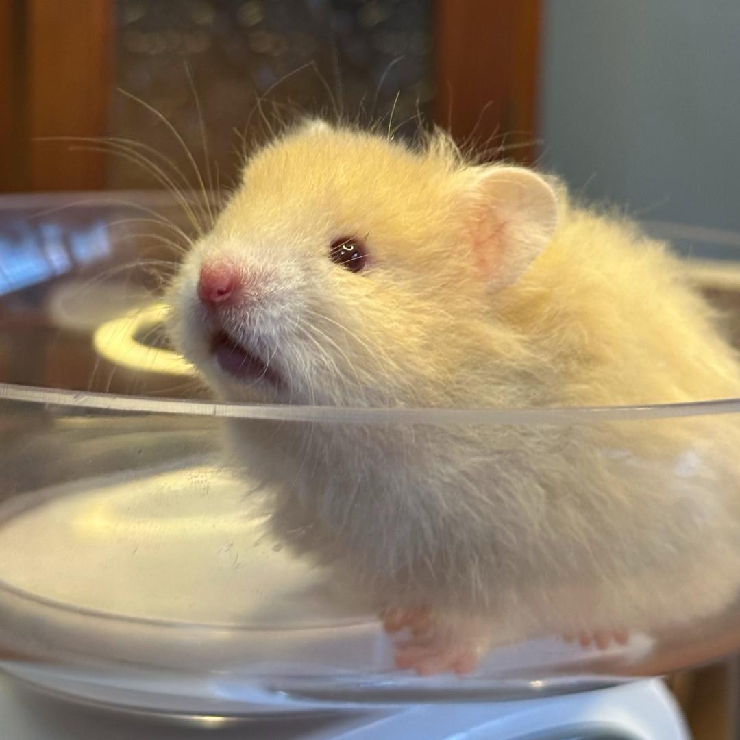 花城の金丝熊（出♥️熊）