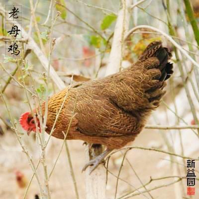 咯咯哒、跑地鸡