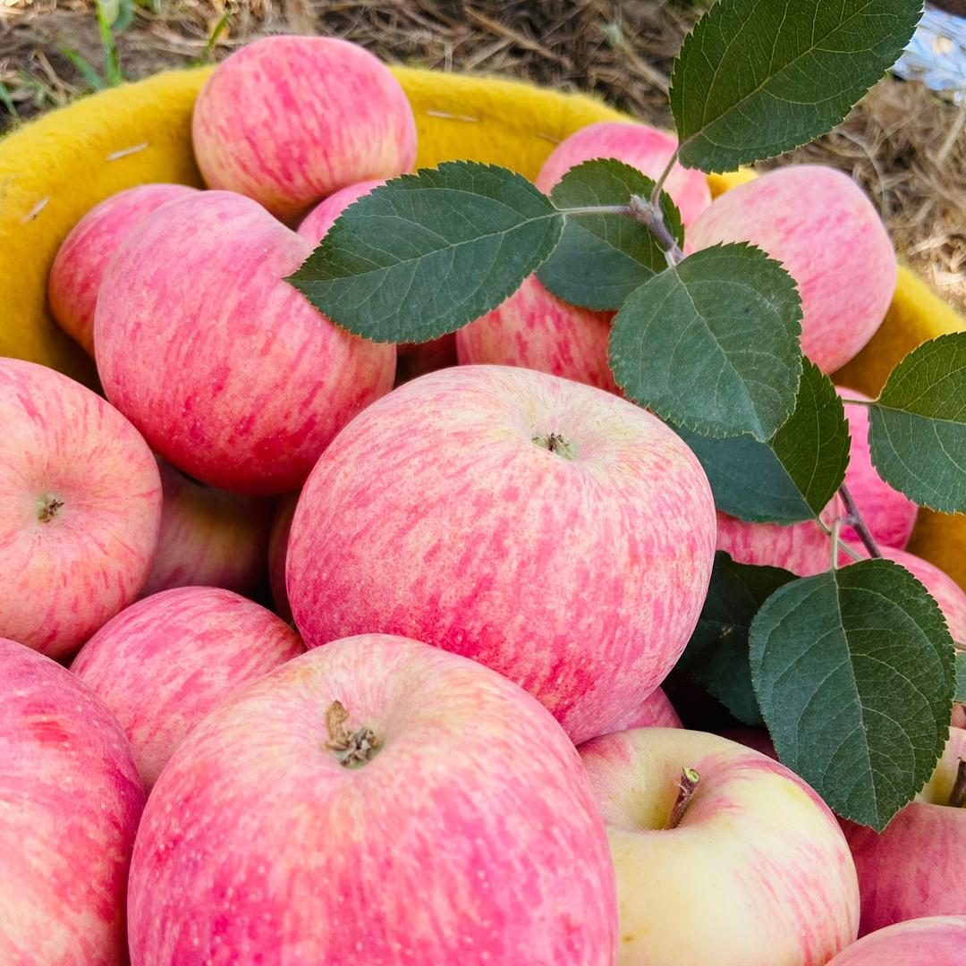 文俊冰糖心果园